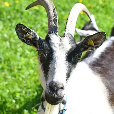 Haus Bianca Schoppernau