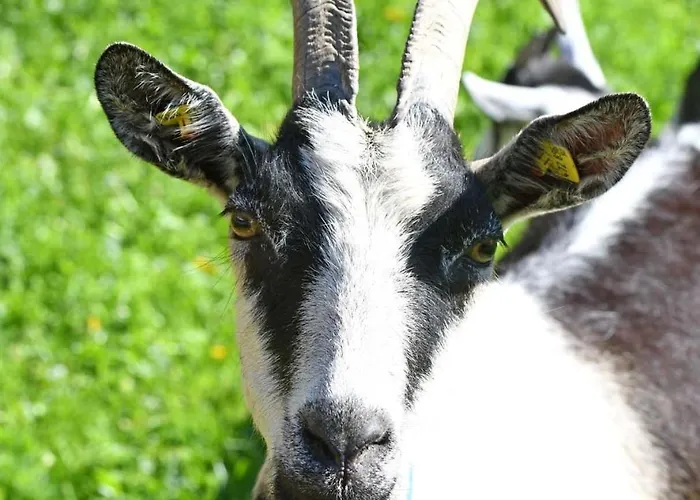 Haus Bianca Schoppernau